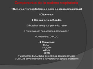 Fosforilación OxidativaEs la producción de ATP en la mitocondria gracias a la energía liberada durante el proceso de transporte electrónico.Oxidación de NADH y succinato (FADH2) por la cadena respiratoria y generación de un  gradiente de protones.