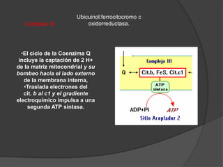 Componentes de la cadena respiratoriaQuinonas: Transportadores en medio no acuoso (membranas)