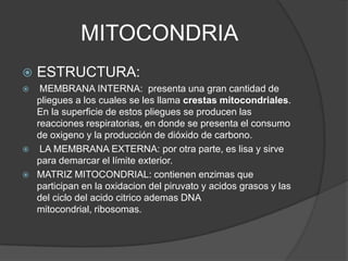 ESTRUCTURA:  MEMBRANA INTERNA:  presenta una gran cantidad de pliegues a los cuales se les llama crestas mitocondriales. En la superficie de estos pliegues se producen las reacciones respiratorias, en donde se presenta el consumo de oxigeno y la producción de dióxido de carbono. LA MEMBRANA EXTERNA: por otra parte, es lisa y sirve para demarcar el límite exterior. MATRIZ MITOCONDRIAL: contienen enzimas que participan en la oxidacion del piruvato y acidos grasos y las del ciclo del acido citricoademas DNA mitocondrial, ribosomas.MITOCONDRIA