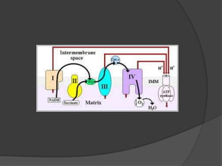 Proteínas con grupo prostético hemo