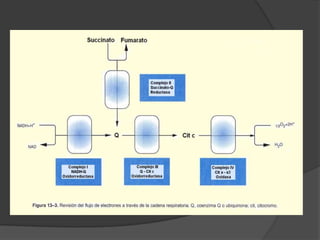 Proteínas con Fe asociado a átomos de S