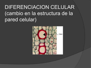 DIFERENCIACION CELULAR(cambio en la estructura de la pared celular)