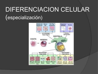 DIFERENCIACION CELULAR(especialización)