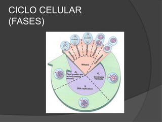CICLO CELULAR(FASES)