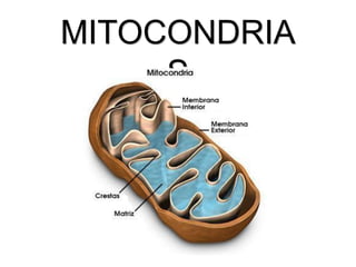 MITOCONDRIA
     S
 