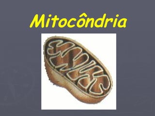 Mitocôndria
 