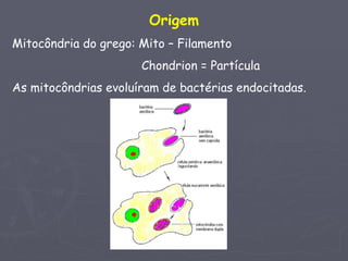  
                       Origem
Mitocôndria do grego: Mito – Filamento
                      Chondrion = Partícula
As mitocôndrias evoluíram de bactérias endocitadas.




                                    
 