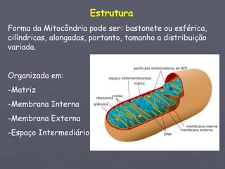 Estrutura
Forma da Mitocôndria pode ser: bastonete ou esférica,
cilíndricas, alongadas, portanto, tamanho a distribuição
variada.


Organizada em:
-Matriz
-Membrana Interna
-Membrana Externa
-Espaço Intermediário
 