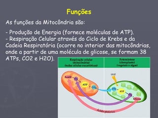 Funções
As funções da Mitocôndria são:
- Produção de Energia (fornece moléculas de ATP).
- Respiração Celular através do Ciclo de Krebs e da
Cadeia Respiratória (ocorre no interior das mitocôndrias,
onde a partir de uma molécula de glicose, se formam 38
ATPs, CO2 e H2O).
 