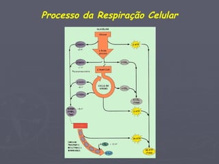 Processo da Respiração Celular
 
