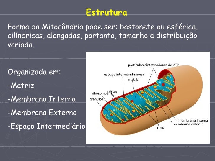 Mitocondria