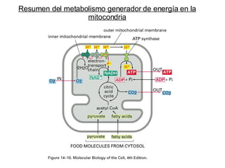 Resumen del metabolismo generador de energía en la mitocondria 