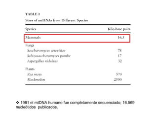 1981 el mtDNA humano fue completamente secuenciado; 16.569 nucleótidos  publicados. 