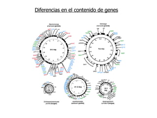 Diferencias en el contenido de genes 