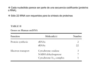 Cada nucleótido parece ser parte de una secuencia codificante (proteína o RNA). Sólo 22 tRNA son requeridos para la síntesis de proteínas 