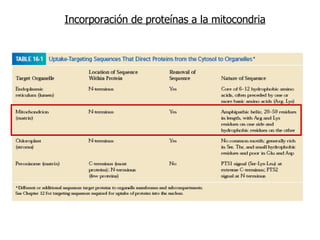Incorporación de proteínas a la mitocondria 