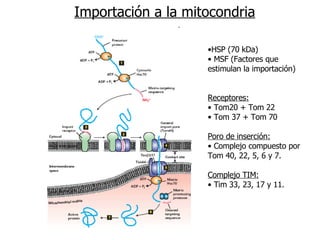 Importación a la mitocondria HSP (70 kDa) MSF (Factores que estimulan la importación) Receptores: Tom20 + Tom 22 Tom 37 + Tom 70 Poro de inserción: Complejo compuesto por Tom 40, 22, 5, 6 y 7. Complejo TIM: Tim 33, 23, 17 y 11. 