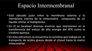 Espacio Intermembranal
• Está ubicado justo entre la membrana externa y la
membrana interna de la mitocondria compuesto de un
líquido similar al hialoplasma.
• En él se localizan diversas enzimas que intervienen en la
transferencia del enlace de alta energía del ATP, como la
creatina quinasa.
• En ésta estructura se encuentra la carnitina que trabaja en el
transporte de ácidos grasos desde el citosol hasta la matriz
mitocondrial.
 