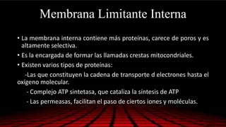 Membrana Limitante Interna
• La membrana interna contiene más proteínas, carece de poros y es
altamente selectiva.
• Es la encargada de formar las llamadas crestas mitocondriales.
• Existen varios tipos de proteínas:
-Las que constituyen la cadena de transporte d electrones hasta el
oxígeno molecular.
- Complejo ATP sintetasa, que cataliza la síntesis de ATP
- Las permeasas, facilitan el paso de ciertos iones y moléculas.
 