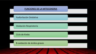 FUNCIONES DE LA MITOCONDRIA
Fosforilación Oxidativa
Oxidación Respiratoria
Ciclo de Krebs
B-oxidación de ácidos grasos
 
