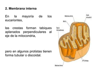 2. Membrana interna
En la mayoría de los
eucariontes,
las crestas forman tabiques
aplanados perpendiculares al
eje de la mitocondria,
pero en algunos protistas tienen
forma tubular o discoidal.
 