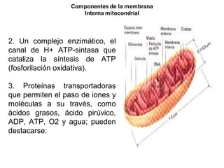 2. Un complejo enzimático, el
canal de H+ ATP-sintasa que
cataliza la síntesis de ATP
(fosforilación oxidativa).
3. Proteínas transportadoras
que permiten el paso de iones y
moléculas a su través, como
ácidos grasos, ácido pirúvico,
ADP, ATP, O2 y agua; pueden
destacarse:
 