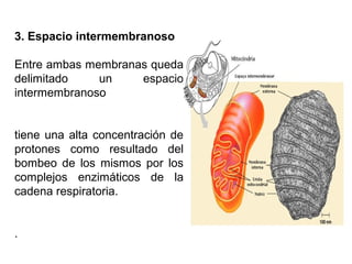 3. Espacio intermembranoso
Entre ambas membranas queda
delimitado un espacio
intermembranoso
tiene una alta concentración de
protones como resultado del
bombeo de los mismos por los
complejos enzimáticos de la
cadena respiratoria.
.
 