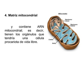 4. Matriz mitocondrial
y contiene ARN
mitocondrial; es decir,
tienen los orgánulos que
tendría una célula
procariota de vida libre.
 