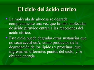  La molécula de glucosa se degradaLa molécula de glucosa se degrada
completamente una vez que las dos moléculascompletamente una vez que las dos moléculas
de ácido pirúvico entran a las reacciones delde ácido pirúvico entran a las reacciones del
ácido cítrico.ácido cítrico.
 Este ciclo puede degradar otras sustancias queEste ciclo puede degradar otras sustancias que
no sean acetil-coA, como productos de lano sean acetil-coA, como productos de la
degradación de los lípidos y proteínas, quedegradación de los lípidos y proteínas, que
ingresan en diferentes puntos del ciclo, y seingresan en diferentes puntos del ciclo, y se
obtiene energía.obtiene energía.
El ciclo del ácido cítricoEl ciclo del ácido cítrico
 