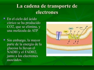 La cadena de transporte deLa cadena de transporte de
electroneselectrones
 En el ciclo del ácidoEn el ciclo del ácido
cítrico se ha producidocítrico se ha producido
CO2, que se elimina, yCO2, que se elimina, y
una molécula de ATPuna molécula de ATP
 Sin embargo, la mayorSin embargo, la mayor
parte de la energía de laparte de la energía de la
glucosa la llevan elglucosa la llevan el
NADH y el FADH2,NADH y el FADH2,
junto a los electronesjunto a los electrones
asociados.asociados.
 