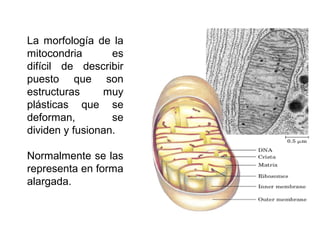 La morfología de la
mitocondria es
difícil de describir
puesto que son
estructuras muy
plásticas que se
deforman, se
dividen y fusionan.
Normalmente se las
representa en forma
alargada.
 
