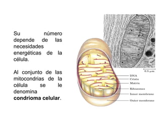 Su número
depende de las
necesidades
energéticas de la
célula.
Al conjunto de las
mitocondrias de la
célula se le
denomina
condrioma celular.
 