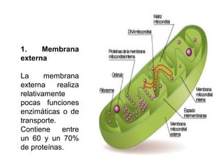 1. Membrana
externa
La membrana
externa realiza
relativamente
pocas funciones
enzimáticas o de
transporte.
Contiene entre
un 60 y un 70%
de proteínas.
 