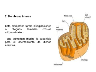 2. Membrana interna
Esta membrana forma invaginaciones
o pliegues llamadas crestas
mitocondriales
que aumentan mucho la superficie
para el asentamiento de dichas
enzimas.
 