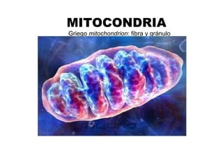 MITOCONDRIA
Griego mitochondrion: fibra y gránulo
 