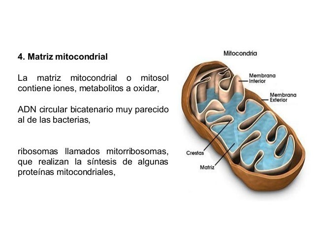 Que Ocurre En La Matriz Mitocondrial