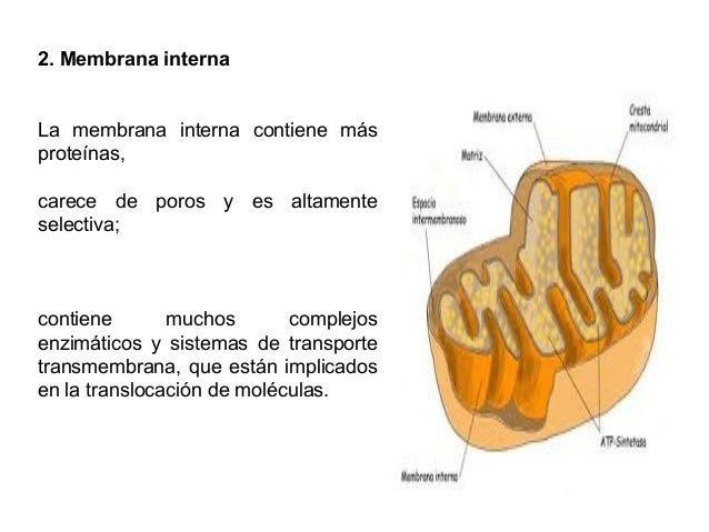 Mitocondria