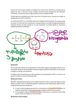 Provee de mucha o poca energía. La energía viene a través de los alimentos,y siempre hay un
balance ya que, si tenemos mucha energía, tenemos mucha cantidad de ATP (adenosin
trifosfato), y si tenemos poca energía, tenemos mucha cantidad de ADP.
El ADP (adenosin difosfato) quiere decir que tiene un fosfato menos. Cuando se le añade un
fosfato pasa a ser ATP y viceversa.
La moléculade ATPesun nucleótido,adenosintri-fosfato.Estaformadopor trescomponentes
los cuales, en este caso son, una pentosa, un grupo fosfato y una base nitrogenada (adenina).
Contiene uniones de alta energía en las que transporta la energía desde las reacciones
catabólicas hasta las anabólicas.
Respiración
En la respiración externa, en los pulmones se intercambia oxígenoy dióxido de carbono. En la
respiracióncelularlascélulastambiénnecesitanoxígenoytambiénliberaCO2,el cual sale por
la sangre y se dirige a los pulmones.
El oxígeno, para mantenernos con vida, participa en la participación de ATP, si no hay no se
forma. Si la celula no tiene ATP puede morir
Respiración celular
Glucolisis:degradaciónde laglucosa (lisissignificaruptura),esdecir,rupturade laglucosa para
obtener energía. Como resultado del glucolisis, obtenemos dos moléculas de ácido pirúvico.
Luego pueden pasar dos situaciones:
1) Es que la célula tenga ausencia de O2, este proceso es la respiración anaeróbica. Lo
realizan las bacterias. De piruvato pasamos a lactato y ahí termina el proceso.
2) Si hay oxígeno, hacemos respiración aeróbica. El piruvato se convierte en acetil-CoA,
que es el que va a ingresar al ciclo de Krebs
Respiración celular aeróbica
 