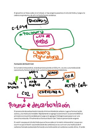 El glucolisis se lleva a cabo en el citosol, si hay oxigeno pasamos el ciclo de Krebs y luego a la
cadena respiratoria y de allí a la fosforilación oxidativa.
Formación del Acetil-CoA
En la matrizmitocondrial,el ácidopirúvicopierdeunCO2y H+, se une a unamoléculade
coenzimaA y formala Acetil-CoA,sustanciaclave parael metabolismo.
El procesode descarboxilacióntratade eliminardióxidode carbono.Lugose formael acido
acetico,una moleculainestable.Rápidamente se agrega lacoenzimaA.lacoenzimaNAD+al
principiose encuentraoxidadaperoluegose le agregael hidrogenoparapasara ser una
coenzimareducida.Yfinalmente se formael Acetil-CoA.Todoenpresenciade oxigeno
EL acetil-coapasaal ciclode Krebsque se llevaacabo en lamatriz mitocondrial.Loque vaa
ocurrir esque el Acetil-coa(moléculade doscarbonos) se va a unircon una moléculade 4
carbonosllamadooxalacetatoformandounamoléculade seiscarbonosoacido cítrico. El acido
 