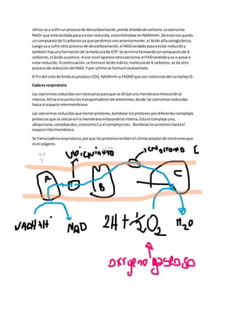 cítrico va a sufrirun procesode descarboxilación,pierde dióxidode carbono.Lacoenzima
NAD+ que estáoxidadapasaa estar reducida,convirtiéndose enNADH+H+.De estonosqueda
un compuestode 5 carbonosya que perdimosuno anteriormente, el ácidoalfa-cetoglutárico.
Luegova a sufrirotro procesode descarboxilación,el NADoxidadopasaaestar reducidoy
tambiénhayuna formaciónde lamoléculade GTP.Se terminaformandouncompuestode 4
carbonos,el ácido succínico. A ese nivel aparece otracoenzima,el FADoxidadoyva a pasara
estarreducido.A continuación,se formael ácidomálico,moléculade 4 carbonos,se da otro
procesode reduccióndel NAD.Y por ultimose formael oxalacetato.
El findel ciclode KrebsesproducirCO2, NADH+H+ y FADH2 que son vitaminasdel complejoD.
Cadena respiratoria
Las coenzimasreducidassonnecesariasparaque se dirijanala membranamitocondrial
interna.Allíse encuentralostransportadoresde electrones,desde lascoenzimasreducidas
hacia el espaciointermembrana.
Las coenzimas reducidasque tienenprotones,bombeanlosprotonespordiferentescomplejos
proteicosque se ubicanenla membranamitocondrial interna.Estael complejouno,
ubiquinona,complejodos,citocromoCy el complejotres. Bombeaslosprotoneshastael
espaciointermembrana.
Se llamacadenarespiratoria,porque losprotonesrecibenel ultimoaceptorde electronesque
esel oxígeno.
 