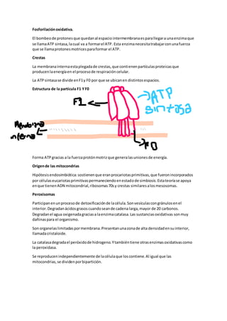 Fosforilaciónoxidativa.
El bombeode protonesque quedanal espacio intermembranaesparallegara unaenzimaque
se llamaATP sintasa,lacual va a formarel ATP. Esta enzimanecesitatrabajarconunafuerza
que se llamaprotonesmotricesparaformar el ATP.
Crestas
La membranainternaestaplegadade crestas,que contienenpartículasproteicasque
producenlaenergíaen el procesode respiracióncelular.
La ATPsintasase divide enF1y F0 por que se ubicanen distintosespacios.
Estructura de la partícula F1 YF0
Forma ATPgracias a la fuerzaprotónmotrizque generalasunionesde energía.
Origende las mitocondrias
Hipótesisendosimbiótica:sostienenque eranprocariotasprimitivas,que fueronincorporados
por célulaseucariotasprimitivaspermaneciendoenestadode simbiosis.Estateoríase apoya
enque tienenADN mitocondrial,ribosomas70sy crestas similaresalosmesosomas.
Peroxisomas
Participanenunprocesode detoxificaciónde lacélula.Sonvesículascongránulosenel
interior.Degradanácidosgrasoscuandoseande cadena larga,mayor de 20 carbonos.
Degradanel agua oxigenadagraciasa laenzimacatalasa.Las sustanciasoxidativas sonmuy
dañinaspara el organismo.
Son organelaslimitadaspormembrana.Presentanunazonade alta densidadensuinterior,
llamadacristaloide.
La catalasadegradael peróxidode hidrogeno.Ytambiéntiene otrasenzimasoxidativascomo
la peroxidasa.
Se reproducenindependientemente de lacélulaque loscontiene.Al igual que las
mitocondrias,se dividenporbipartición.
 