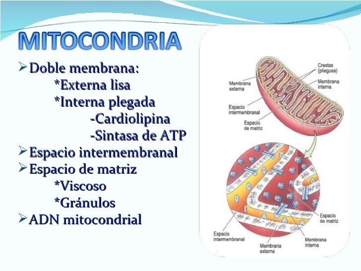 oscilacion espasmodica del globo ocular enfermedades mitocondriales oscilacion espasmodica del globo ocular enfermedades mitocondriales