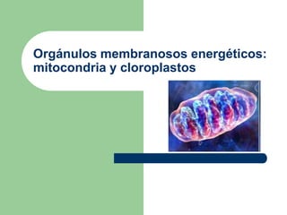 Orgánulos membranosos energéticos:
mitocondria y cloroplastos
 
