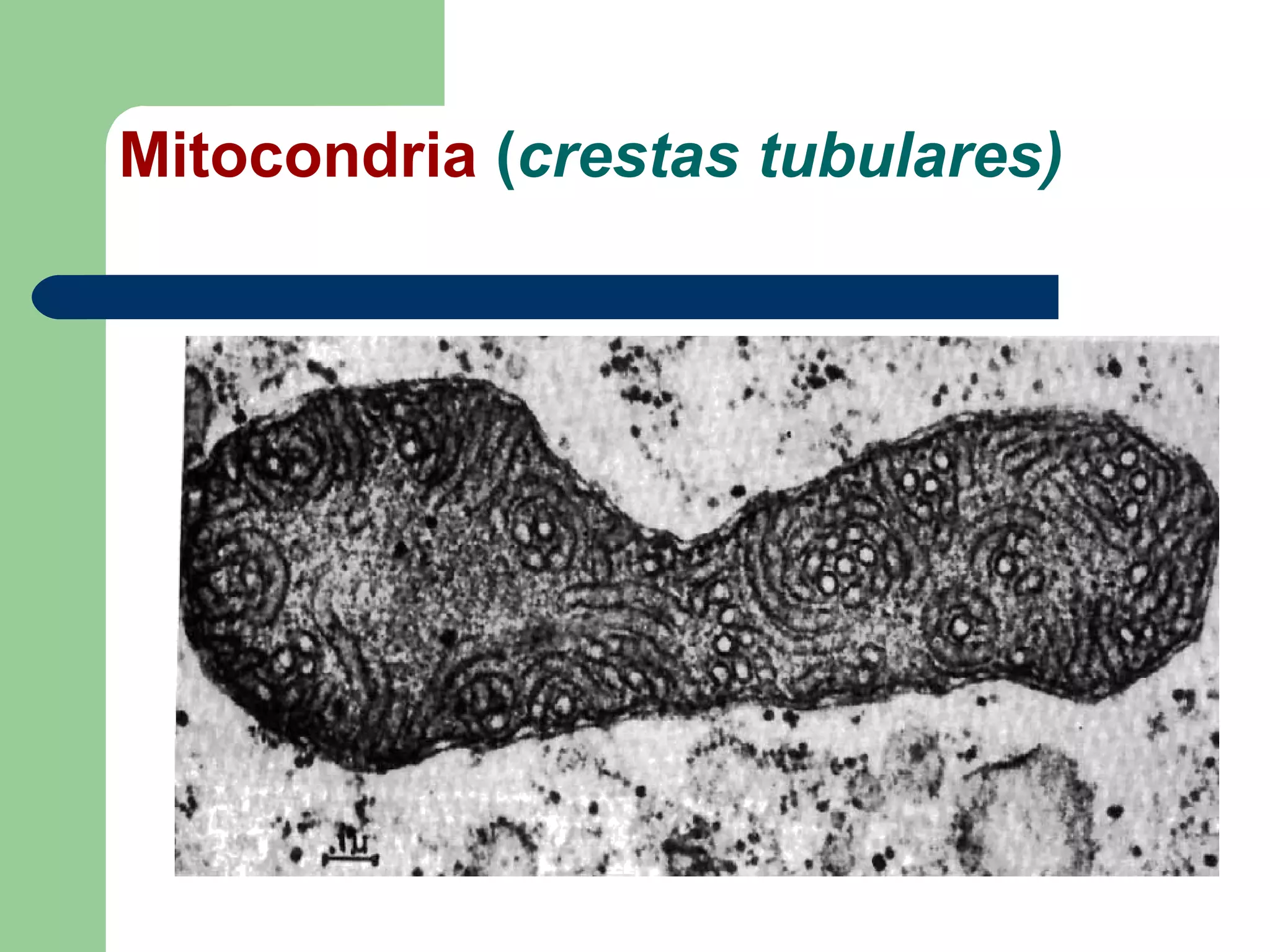 Mitocondria (crestas tubulares)
 