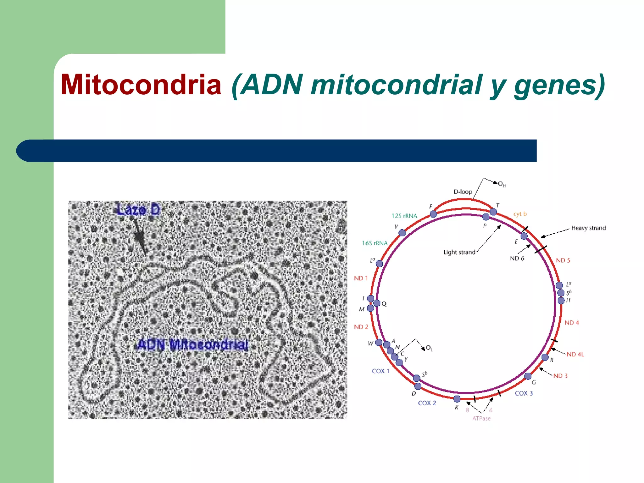 Mitocondria (ADN mitocondrial y genes)
 