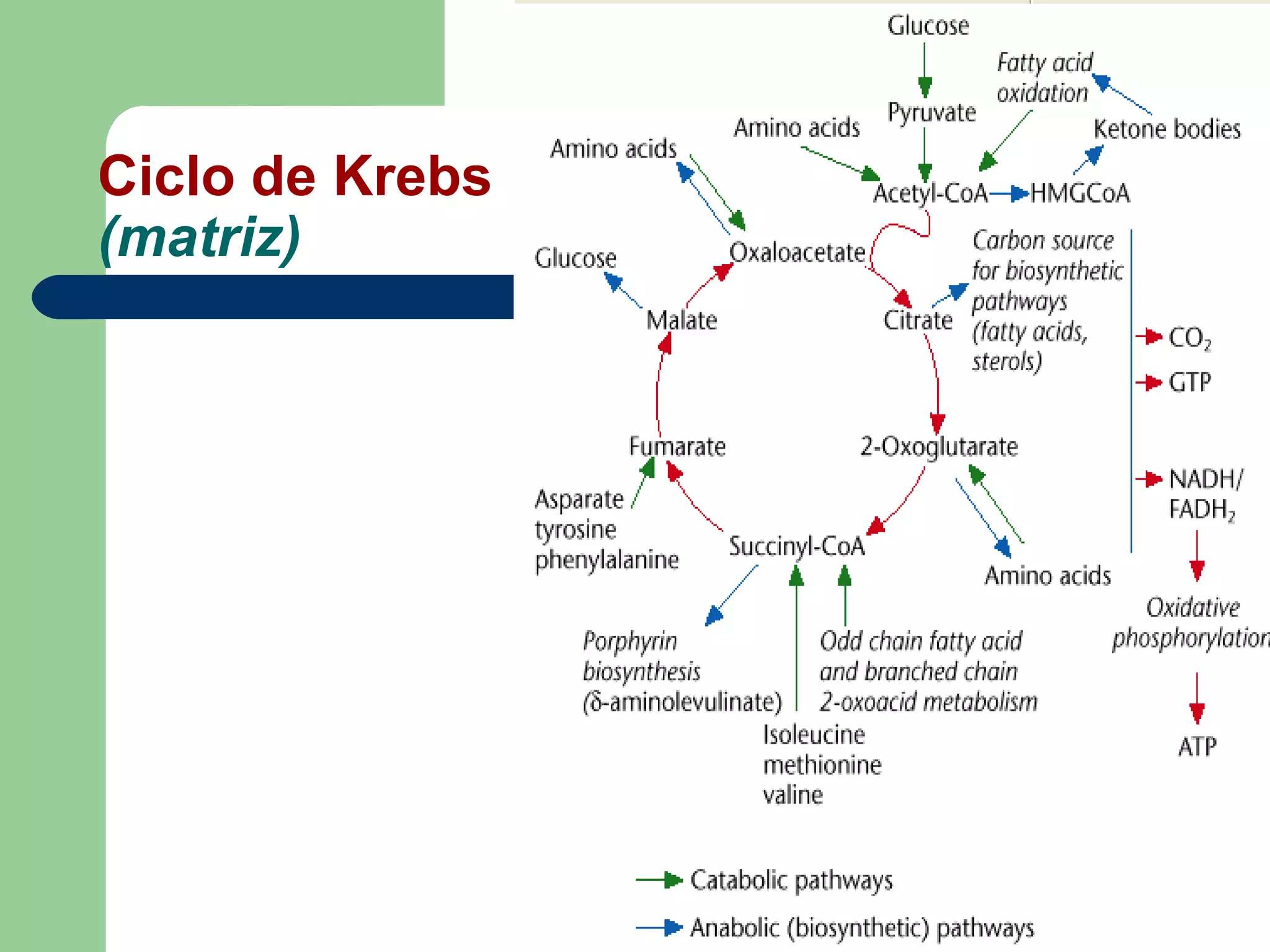 Ciclo de Krebs
(matriz)
 