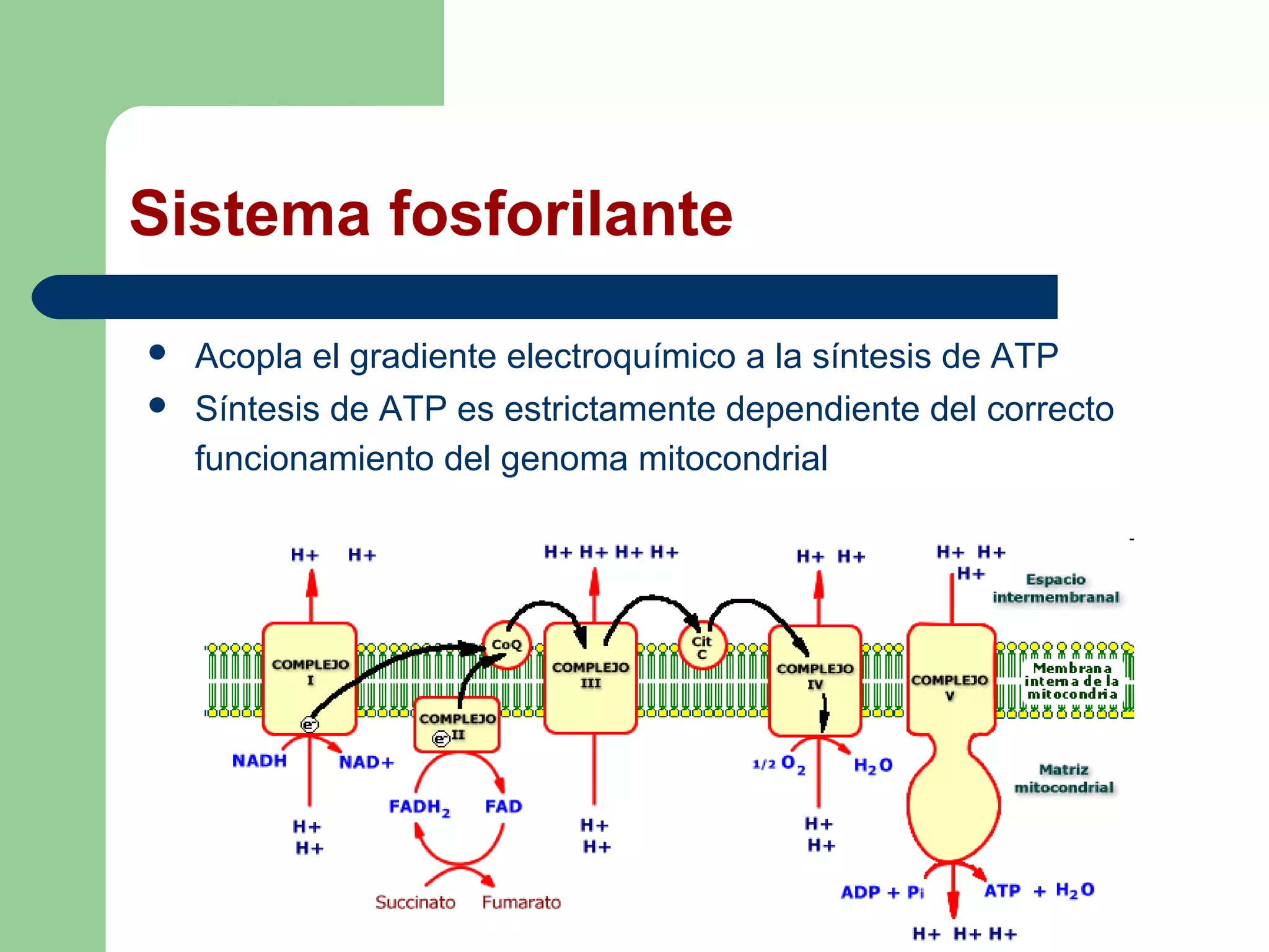 Sistema fosforilante
   Acopla el gradiente electroquímico a la síntesis de ATP
   Síntesis de ATP es estrictamente dependiente del correcto
    funcionamiento del genoma mitocondrial
 