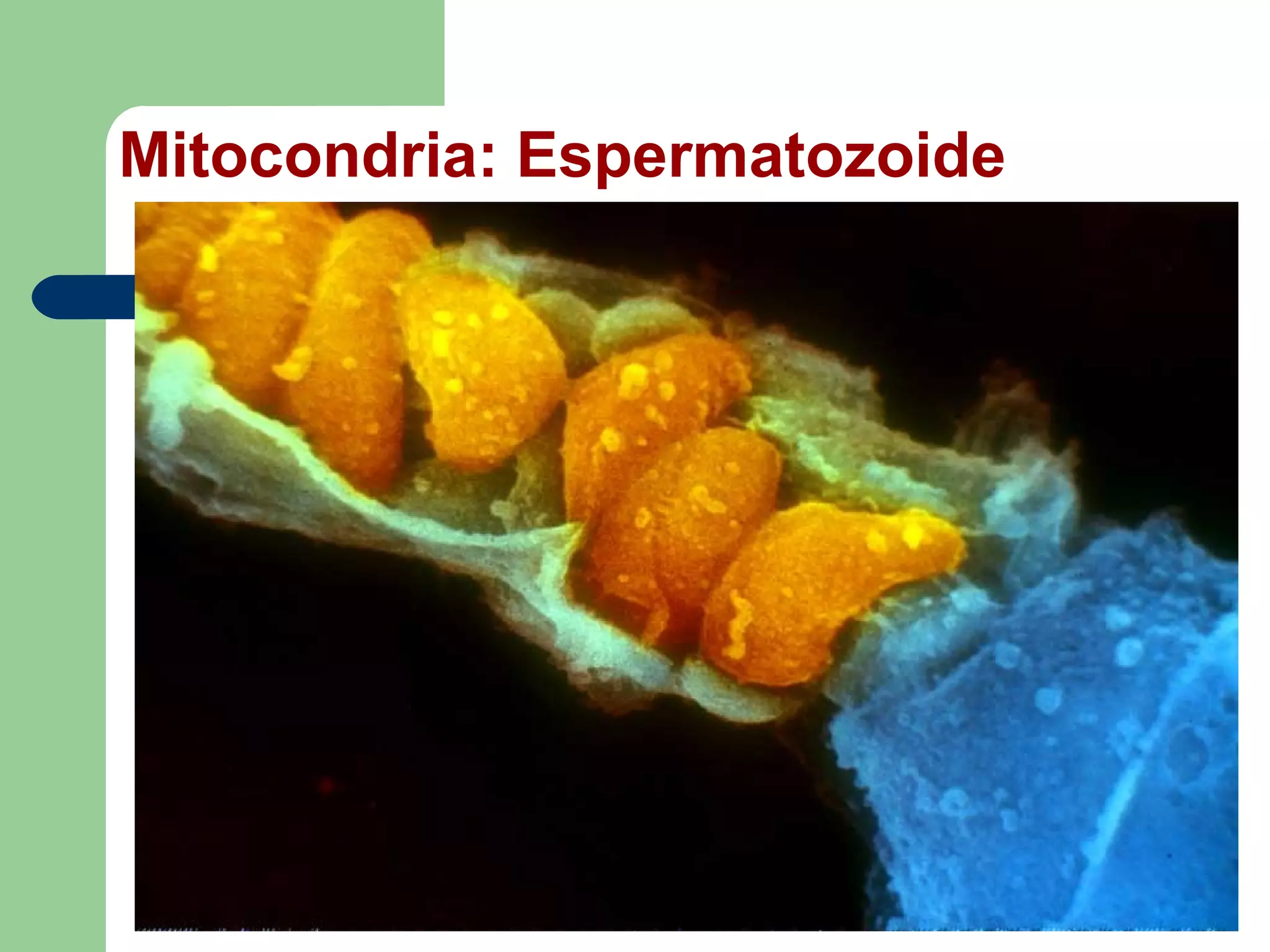 Mitocondria: Espermatozoide
 