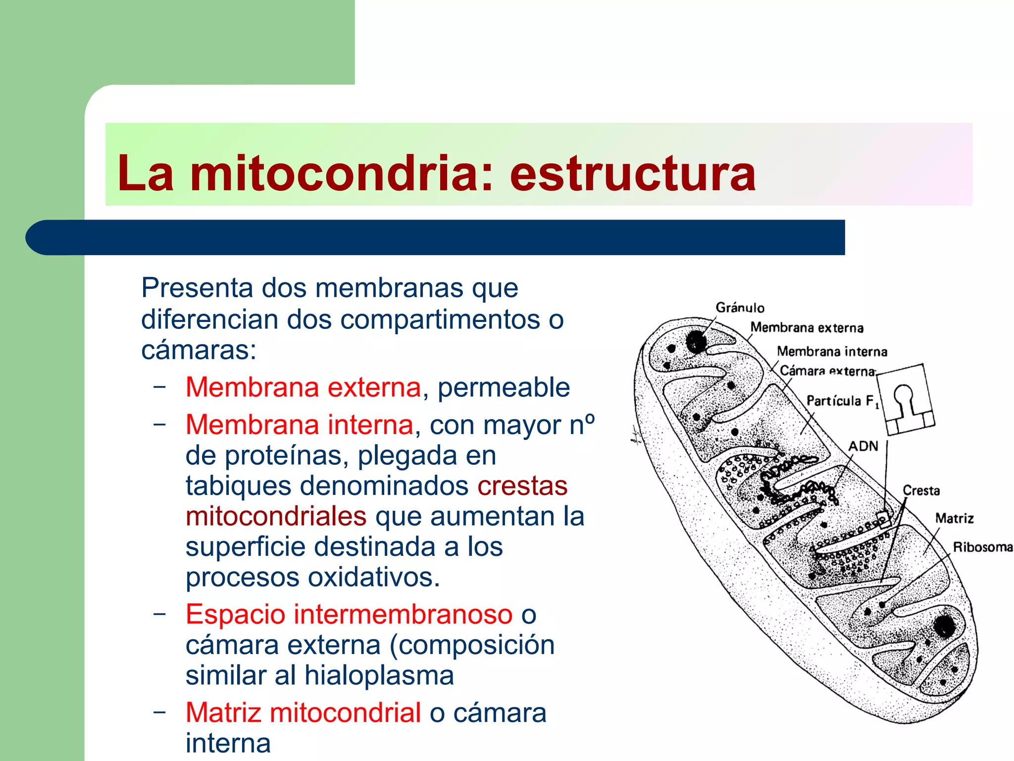 La mitocondria: estructura

 Presenta dos membranas que
 diferencian dos compartimentos o
 cámaras:
  – Membrana externa, permeable
  – Membrana interna, con mayor nº
     de proteínas, plegada en
     tabiques denominados crestas
     mitocondriales que aumentan la
     superficie destinada a los
     procesos oxidativos.
  – Espacio intermembranoso o
     cámara externa (composición
     similar al hialoplasma
  – Matriz mitocondrial o cámara
     interna
 