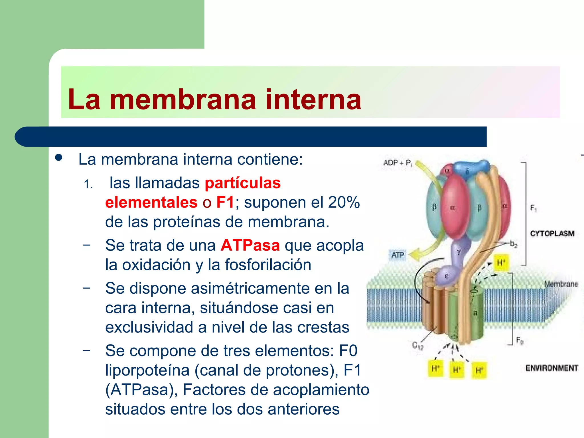 La membrana interna
   La membrana interna contiene:
     1. las llamadas partículas
        elementales o F1; suponen el 20%
        de las proteínas de membrana.
     – Se trata de una ATPasa que acopla
        la oxidación y la fosforilación
     – Se dispone asimétricamente en la
        cara interna, situándose casi en
        exclusividad a nivel de las crestas
     – Se compone de tres elementos: F0
        liporpoteína (canal de protones), F1
        (ATPasa), Factores de acoplamiento
        situados entre los dos anteriores
 